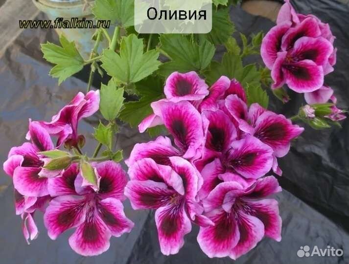 Королевская пеларгония