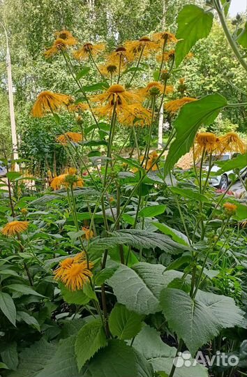 Многолетники садовые (Ч.4)