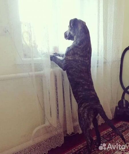 Алано эспаньол