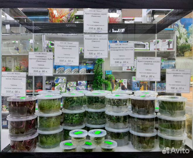 Большой выбор живых аквариумных растений
