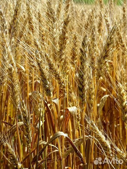 Пшеница, ячмень, овес