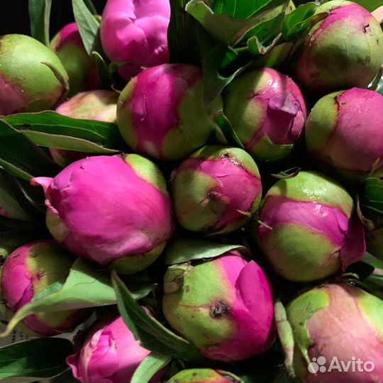 Пионы ранние,бордовые