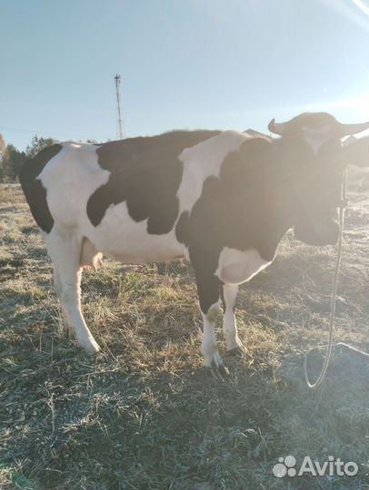 Корова дойная