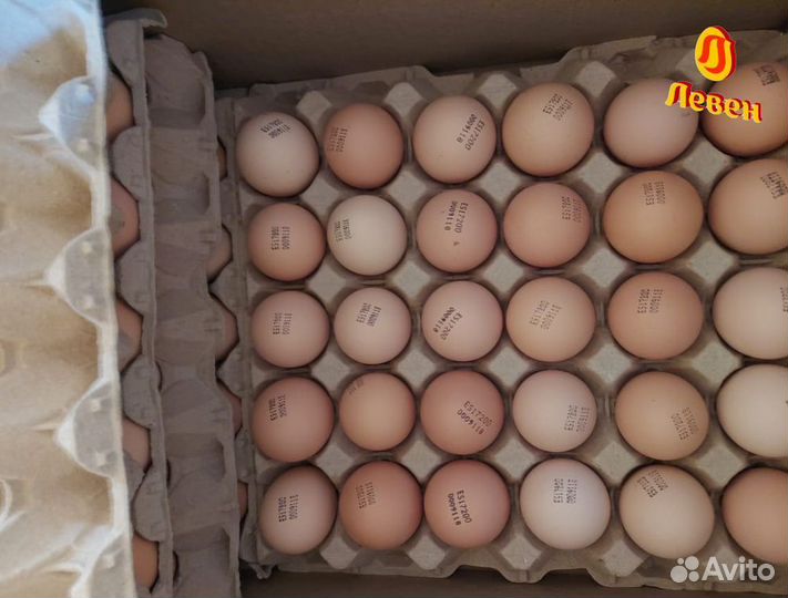 Инкубационное яйцо бройлера (Европа)