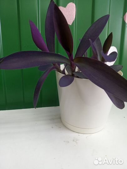 Традесканция