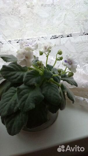 Фиалки комнатные (Сенполия)