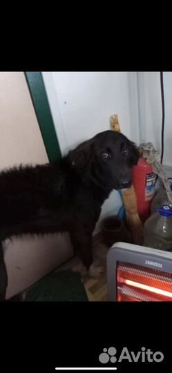 Найдена собака (кобель)