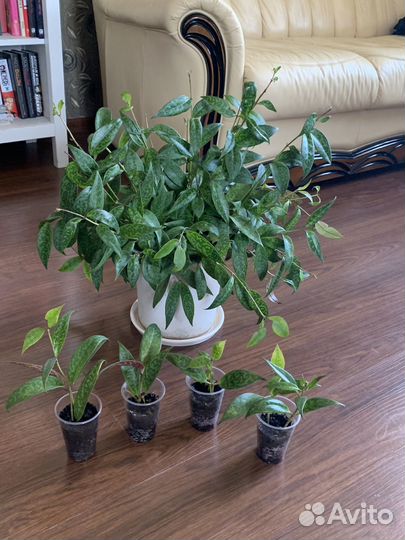 Эсхинантус мраморный