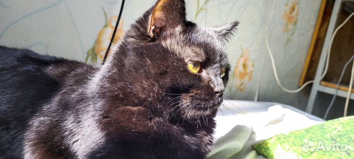 Отдам бесплатно кота