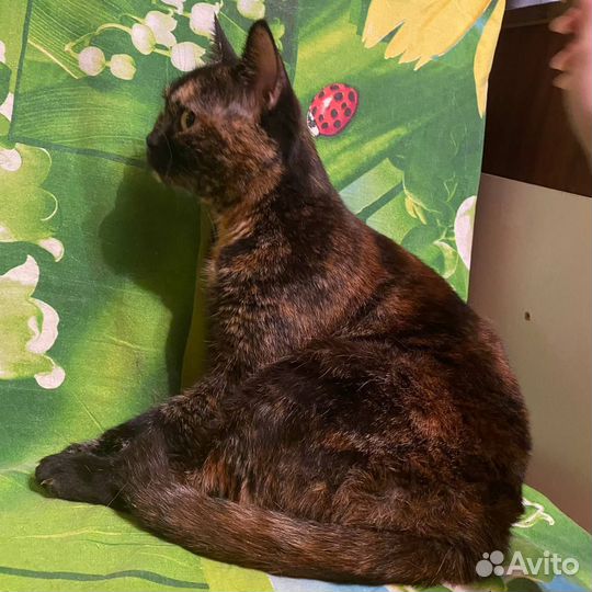 Шикарная кошечка