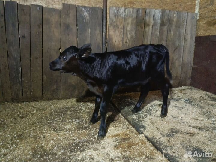 Теленок бычок