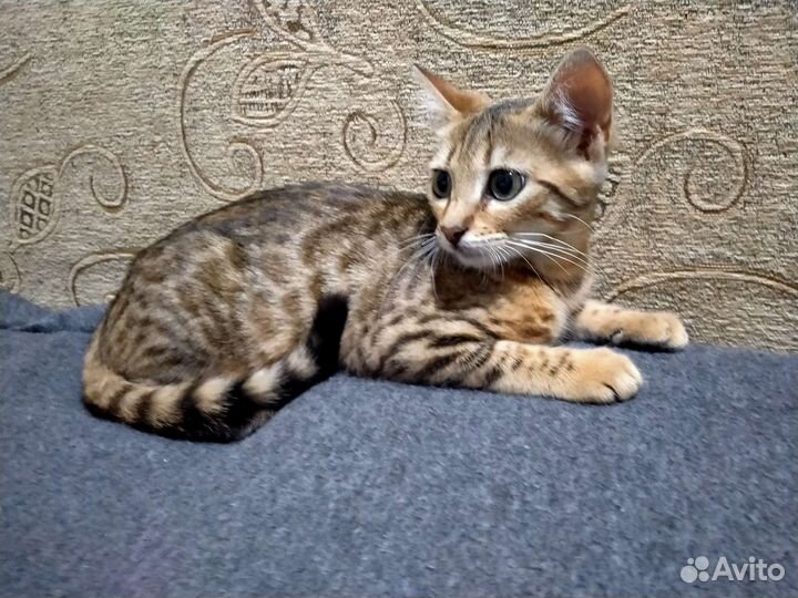 Бенгальская кошка