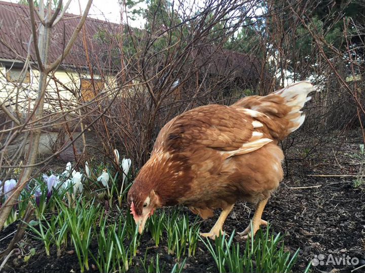 Несушки, Куры, Молодки Ломан Браун
