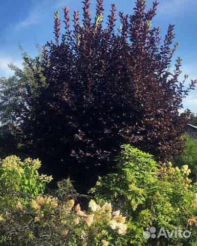 Черемуха Шуберта/Колората