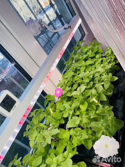 Рассада петунии (гарантия сорта)