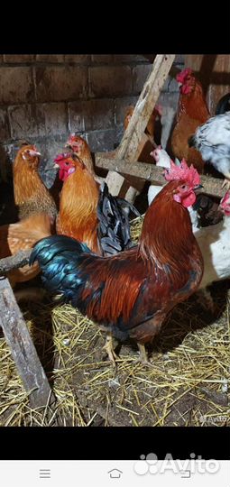 Молодые петухи