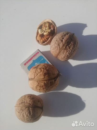 Орех грецкий саженцы