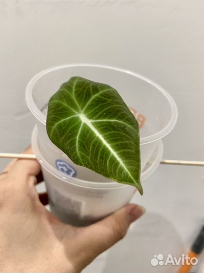 Black Velvet Алоказия