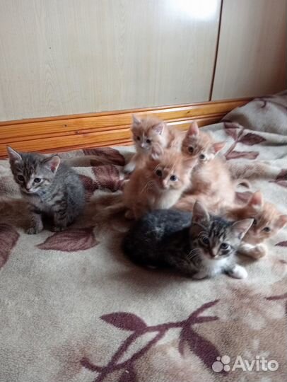 Котята отдам даром, девочки, мальчики