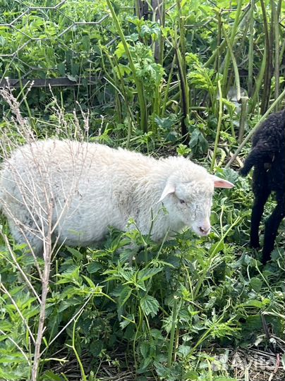 Овцы бараны ягнята романовские оптом