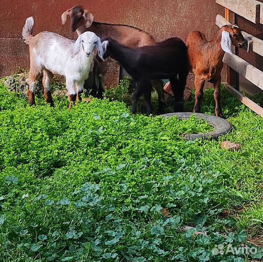 Нубийские козлята