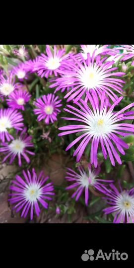 Суккуленты