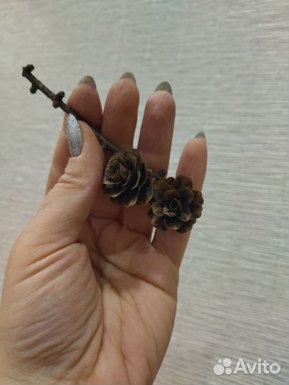 Шишки лиственницы