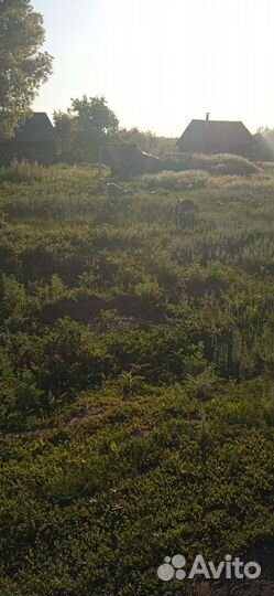 Козы козлята