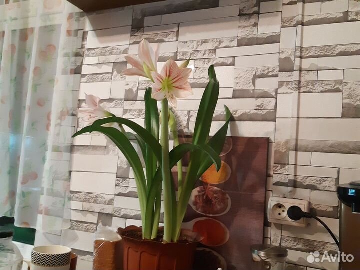 Гиппеаструм