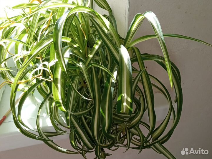 Хлорофитум кудрявый