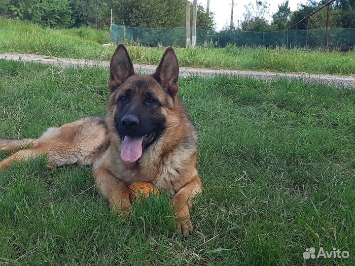 Кобель на вязку