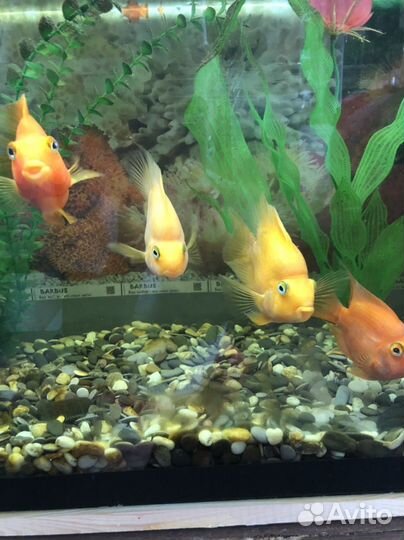 Рыба аквариумная попугай