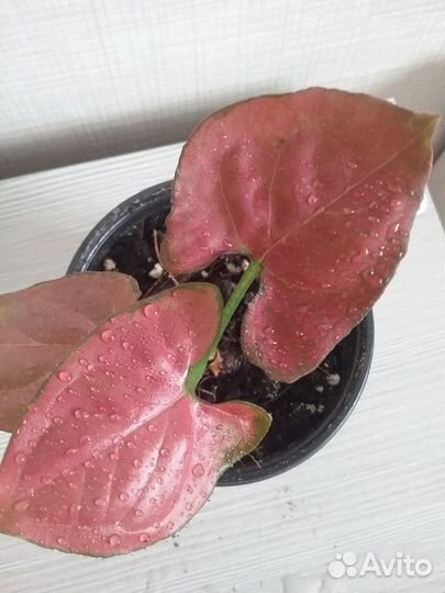 Сингониумы сортовые