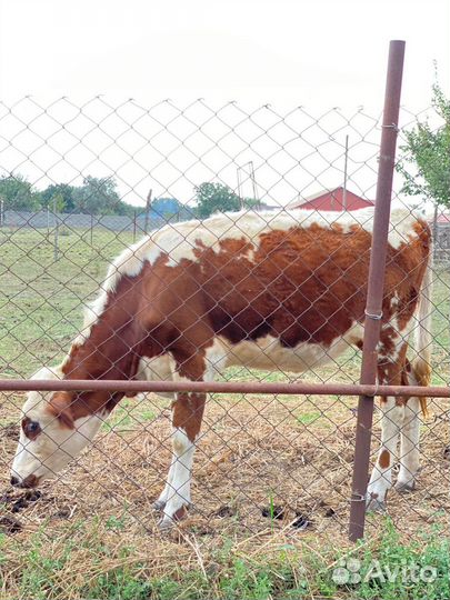 Телята бычки сементалы