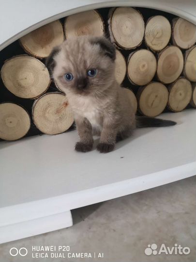 Британские котята
