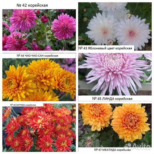 Хризантемы