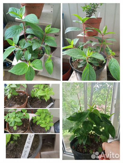 Горечавка и др