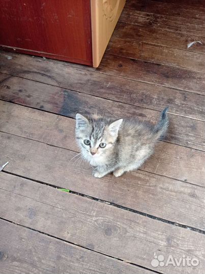 Отдам котёнка