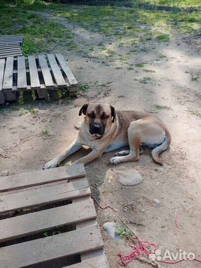 Собака в добрые руки отдам бесплатно