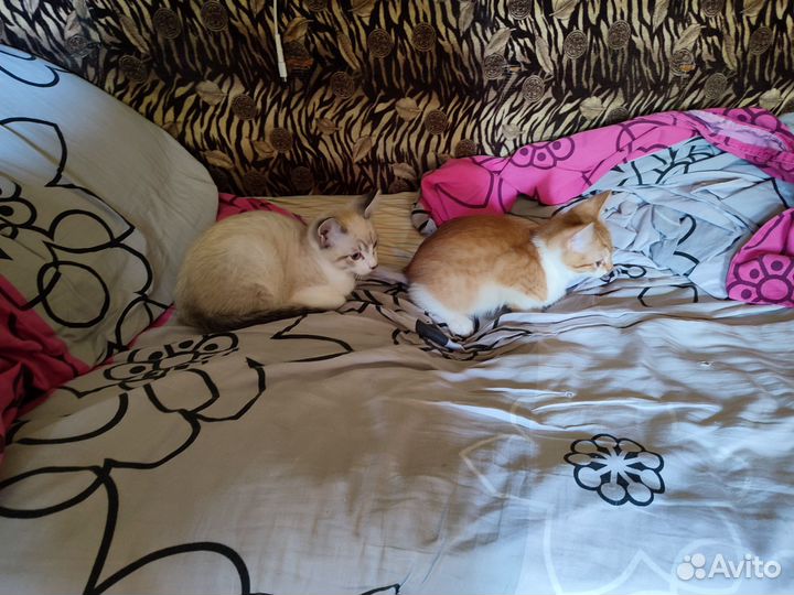 Отдам котят в добрые руки
