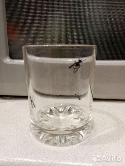 Стакан с мухой. Никольск
