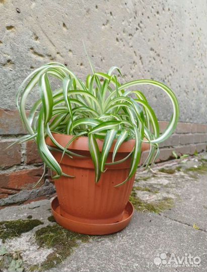 Хлорофитум кудрявый (Бонни)