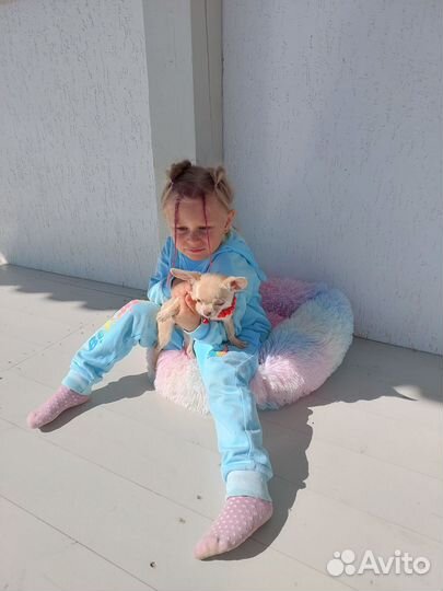 Чихуахуа мини до 1,8/2 кг шикарная Ева