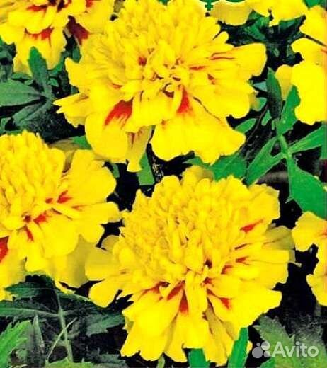 Семена бархатцев