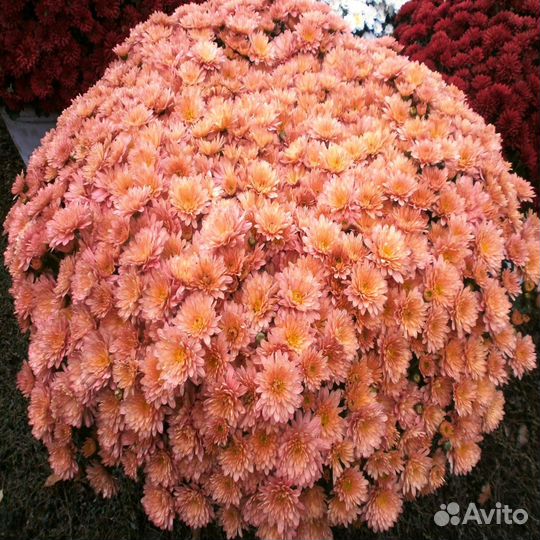 Хризантемы мультифлора