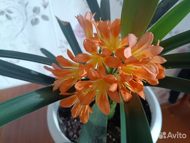 Домашние растения цветы купить в Кировграде | Товары для дома и дачи ...