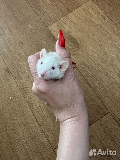 Крыса дамбо