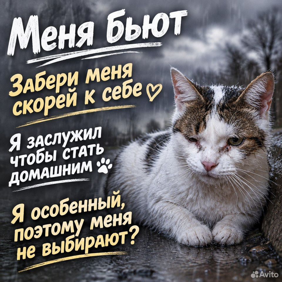 Взрослый кот в добрые руки, Тюмень