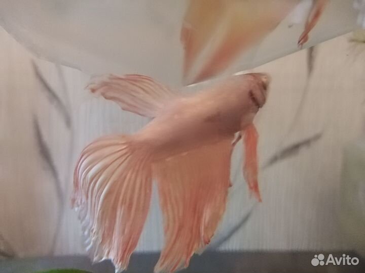 Рыбка петушок самец