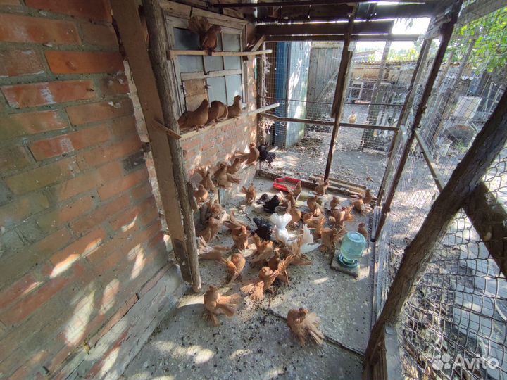 Продажа статных голубей